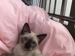 -欣宠猫屋·矮脚拿破仑·蓝金金渐层