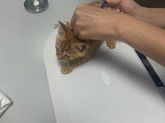 -东日国际动物医院·CT·心脏专科(桃源分院)