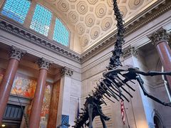 -美国自然历史博物馆