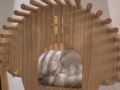 -猫色咖啡·猫咖