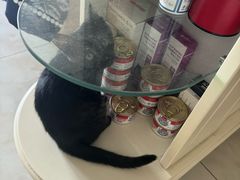 -博特宠物医院24h犬猫全科.骨科·异宠