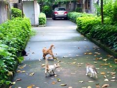 -中山大学学者灵芝(园南路店)