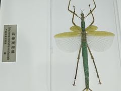 -上海昆虫博物馆