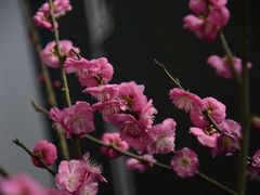 -北京鹫峰国家森林公园