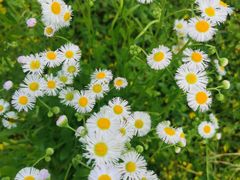 -鹿野苑石刻艺术博物馆