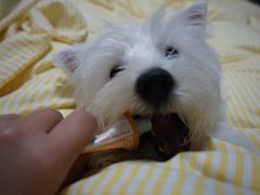 -汪小喵宠物·戴维斯乐芳希施宠馨宝皮毛调理洗护店