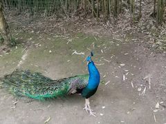 -贵州森林野生动物园