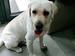 -爱侣宠医·鹦鹉专科·小型哺乳类·异宠专科(灵石路店)