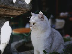 -喵屿·大理花园猫咖