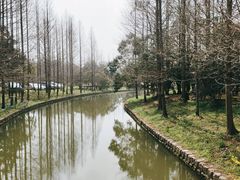 -上海滨江森林公园