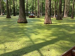 -渌洋湖湿地公园