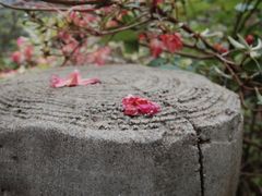 -木兰云雾山