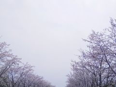 -天王浮山樱花园