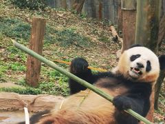 -中国大熊猫保护研究中心雅安碧峰峡基地