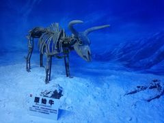 -吉林省自然博物馆