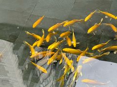 -觀芷隐轩