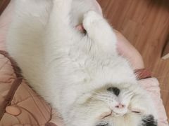 -佳雯宠物医院·皮肤科·内外科(春晓路分院)