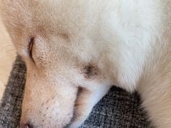 -南京Hallo宠物乐园·哈罗犬舍·柴犬繁育基地