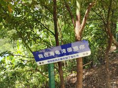 -广东惠东海龟国家级自然保护区