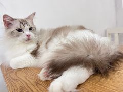 -李小姐の猫咖啡馆(五角场店)
