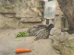 -广州长隆飞鸟乐园