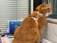 -伟伟宠物医院·CT影像中心·瑞派犬猫综合性门诊(汉口总院)