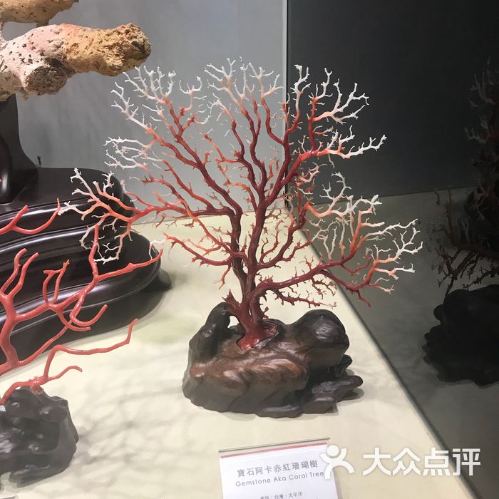 绮丽珊瑚博物馆