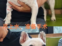 -北京派仕佳德动物医院·超导核磁·CT·神经科·骨科·内外科·急重症管理中心