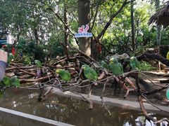 -广州长隆飞鸟乐园