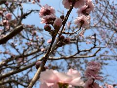 -海棠花溪(元大都城垣遗址公园)