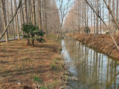 -黄海国家森林公园