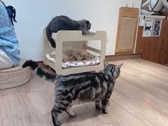 -有猫主题·治愈系猫咖(曾厝垵店)