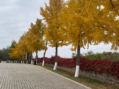 -北京张裕爱斐堡酒庄