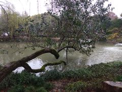-上海醉白池公园