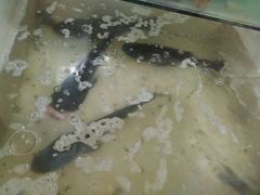 -姚氏鱼馆土家菜