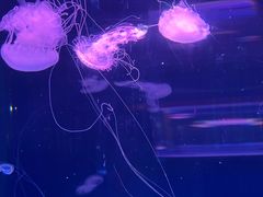-左海海底世界
