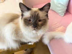 -Sweet cat·星愿猫咖(国贸大厦店)