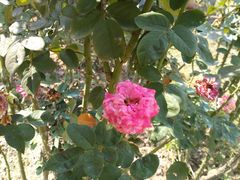 -人民公园(罗湖区)