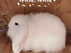 -猫猫幼稚园·撸猫·桌游·电玩