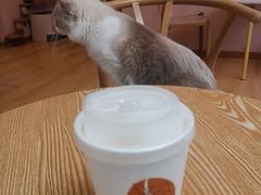 -猫咪派对(江南西店)