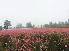 -曲江薰衣草庄园