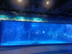 -烟台海昌鲸鲨海洋公园