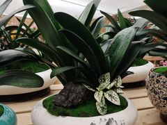 -龙大花卉苗木市场