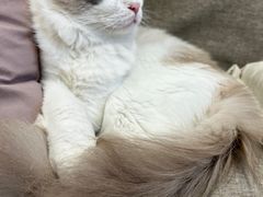 -有喵·猫咖·狗咖·30几只猫10只小狗(岗厦店)