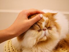 -More Fun猫咖 二十只万元加菲主题