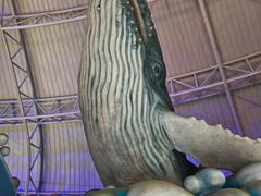 -烟台海昌鲸鲨海洋公园