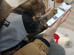-柴迷FANS CLUB·柴犬狗咖·猫咖