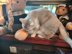 -咖法森林·咖啡  酒吧(天河店)