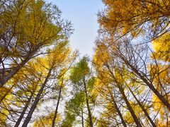 -塞罕坝国家级自然保护区