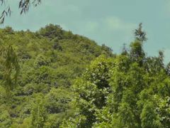 -龙坞茶村